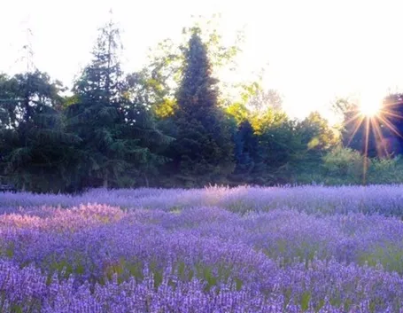 Campo piante lavanda 