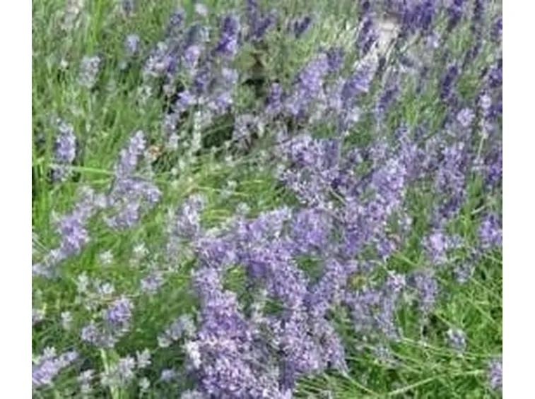 lavanda1-1
