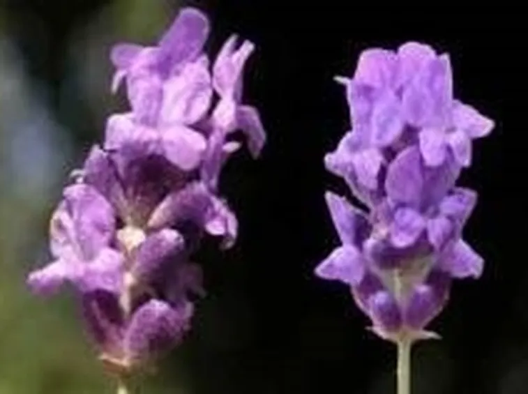lavanda2-1