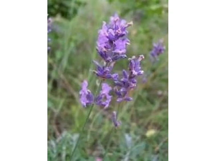 lavanda3