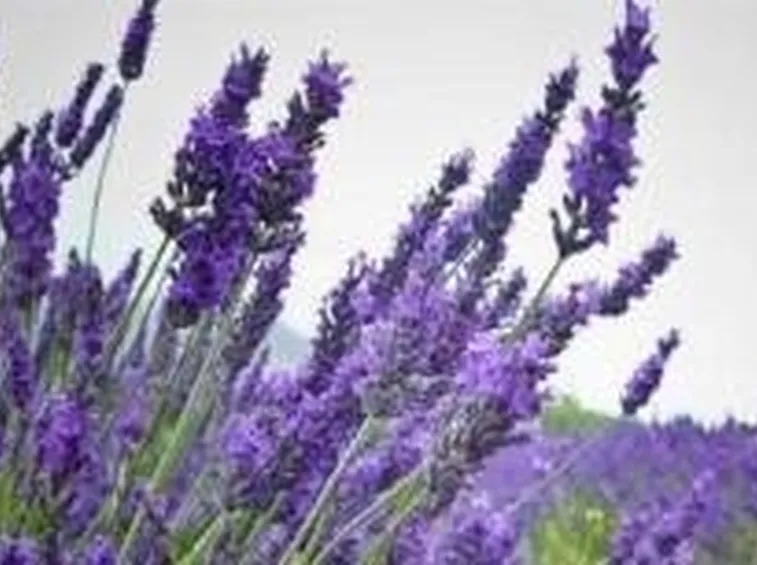lavanda4