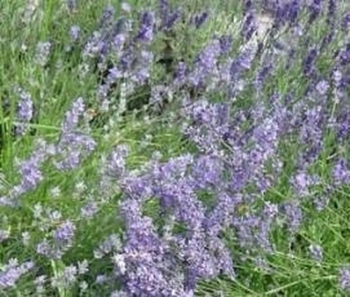 lavanda1-1