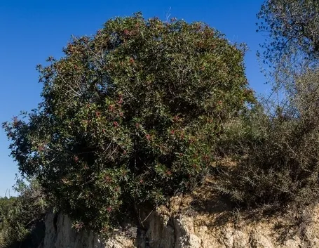Bell'esemplare di Pistacia lentiscus