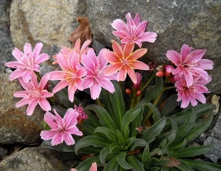 Pianta lewisia