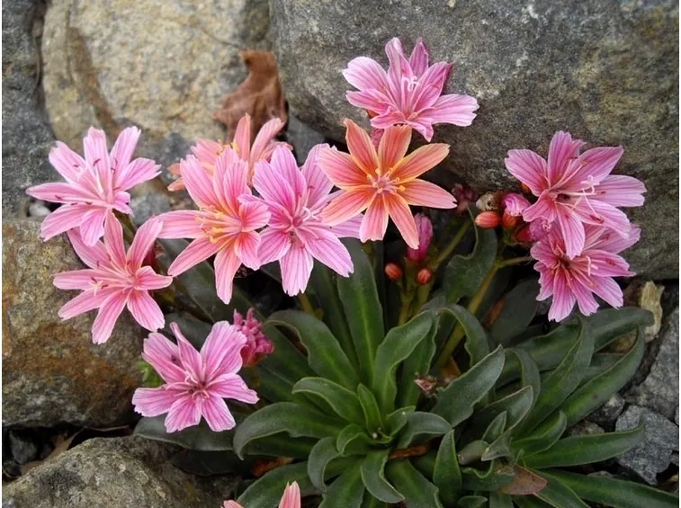 Pianta lewisia