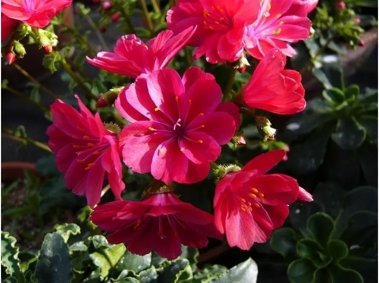 Lewisia fioritura