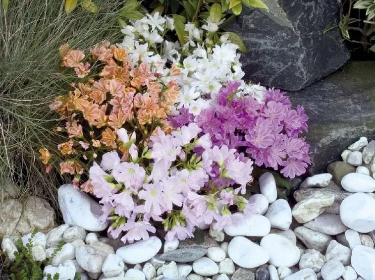Fiori piante lewisia