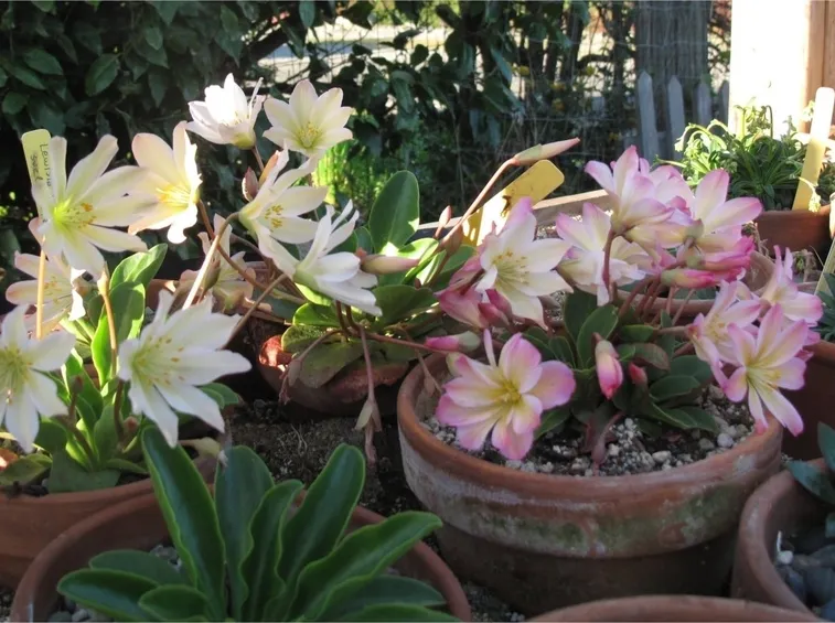 Lewisia coltivazione vasi