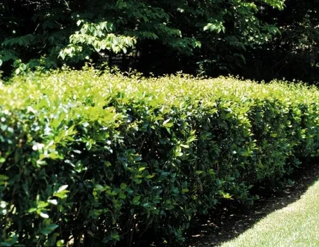 ligustrum