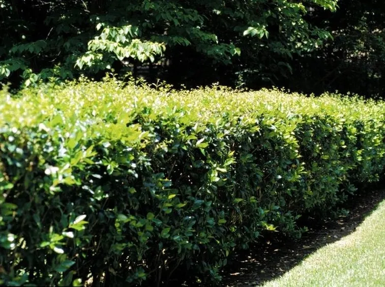 ligustrum