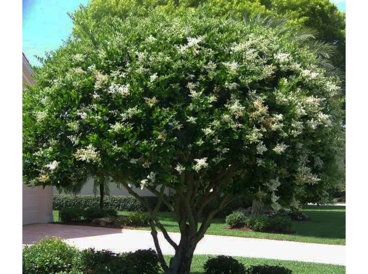 ligustrum in fiore