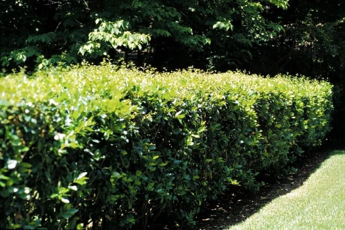 ligustrum