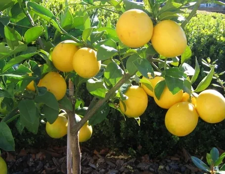 Una pianta di limone meyer