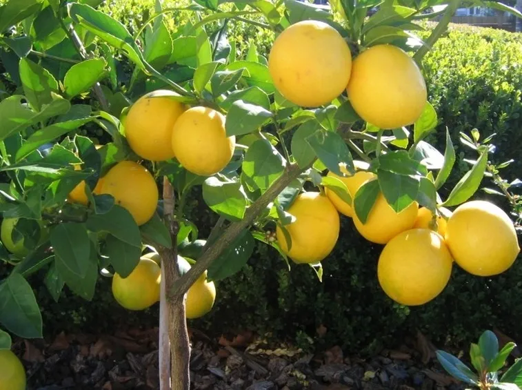 Una pianta di limone meyer