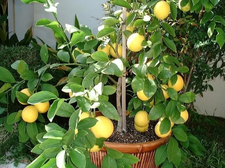 Un limone meyer coltivato in vaso