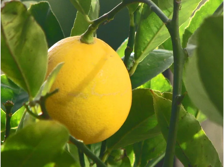 Il frutto del limone meyer