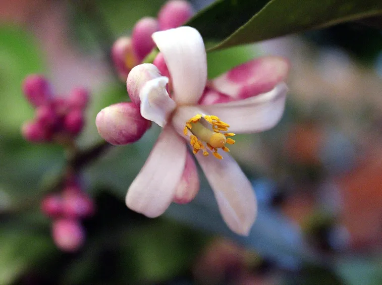 I fiori del limone meyer