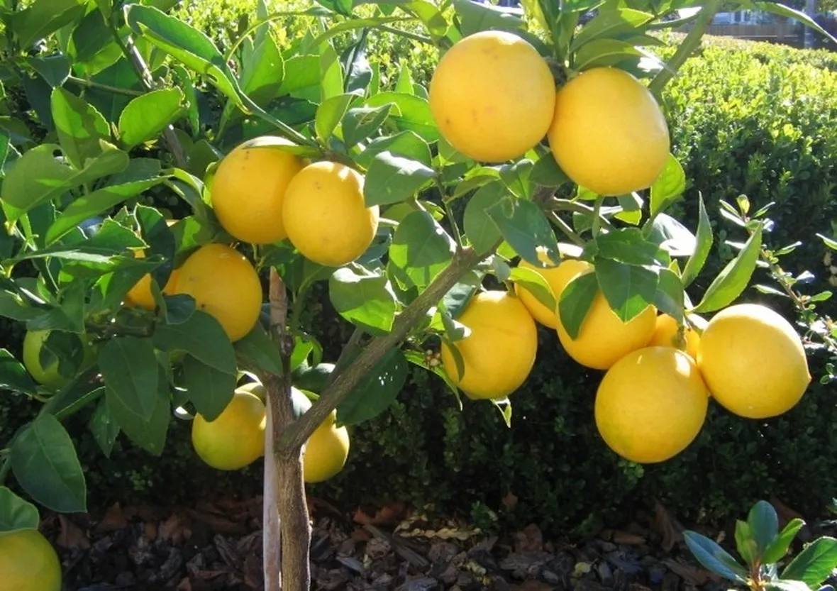 Una pianta di limone meyer