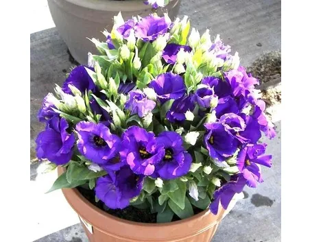 Una pianta di lisianthus coltivata in vaso