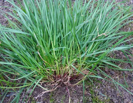 Singolo lolium
