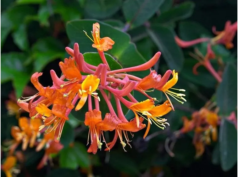 primo piano fiori