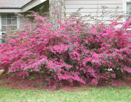 Caratteristiche loropetalum