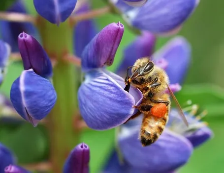 ape su fiore di lupino