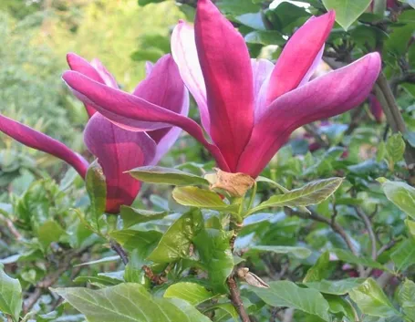 I caratteristici fiori color porpora della magnolia liliflora nigra
