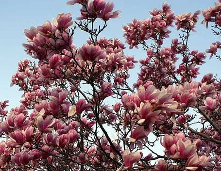 Un esemplare di magnolia obovata fiorita