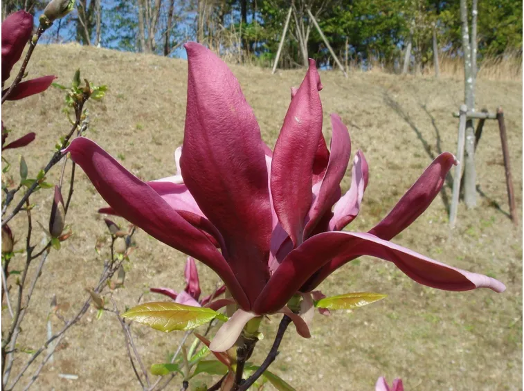 Un fiore di magnolia obovata