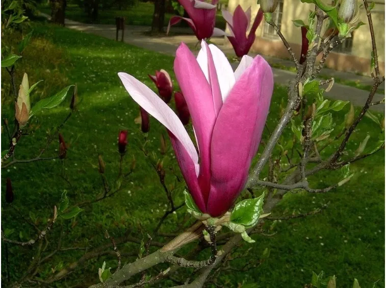 Un ramo fiorito di magnolia obovata