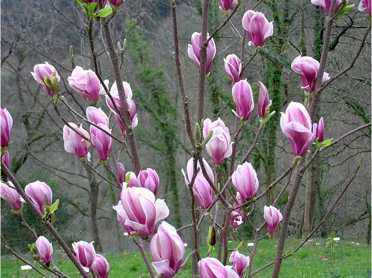 Un albero di magnolia obovata