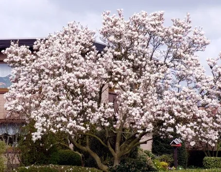Albero di Magnolia soulangeana