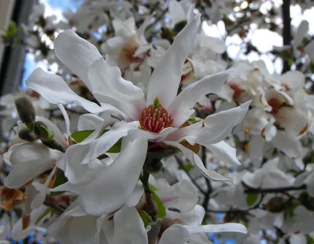 Magnolia stellata fioritura