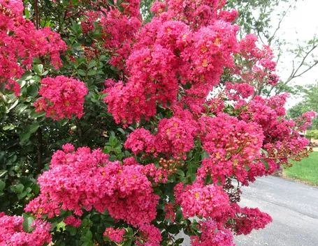 Magnolia susan