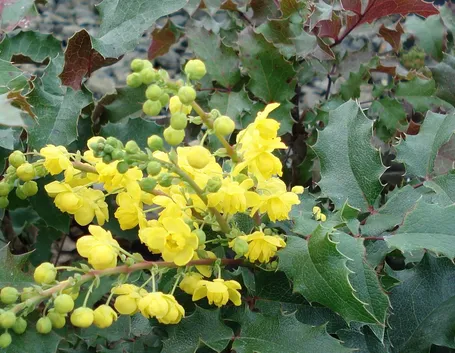 Foglie e fiori di Mahonia aquifolium