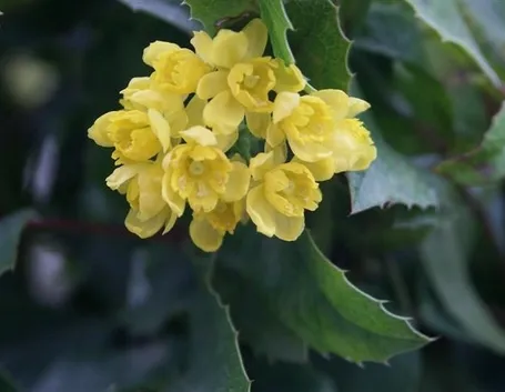 Infiorescenze della pianta di Mahonia