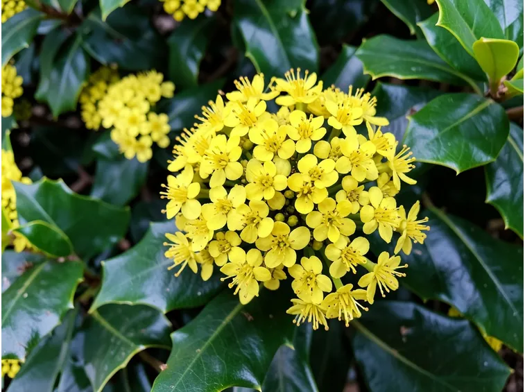 Infiorescenze della pianta di Mahonia