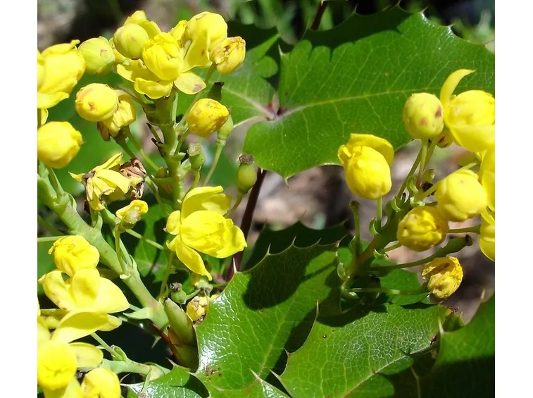 Foglie e fiori di Mahonia