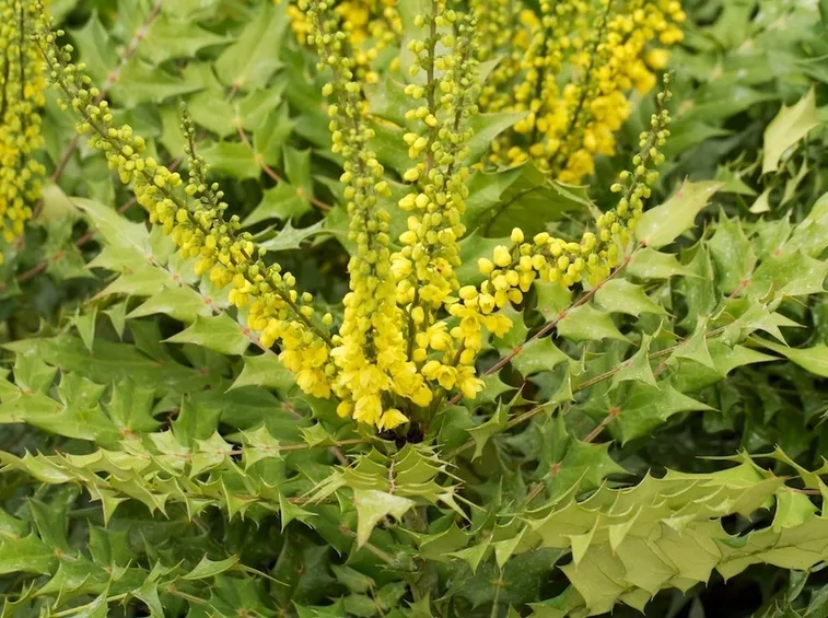 Arbusto in fiore di Mahonia