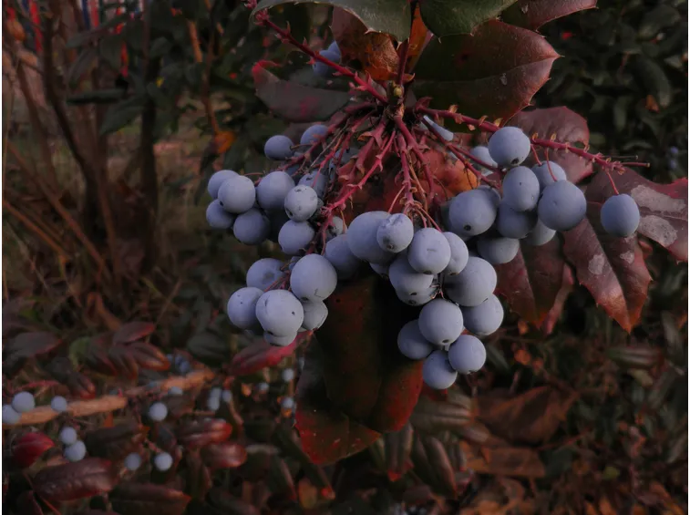 Frutti della pianta di Mahonia