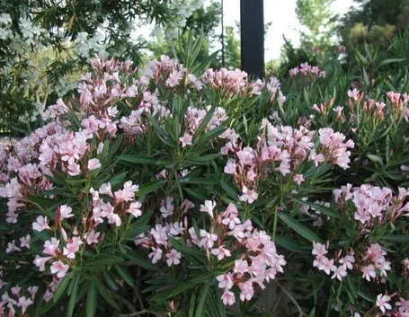 Pianta dell'oleandro in fiore
