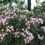 Pianta dell'oleandro in fiore