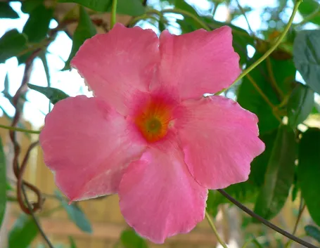Fiore mandevilla