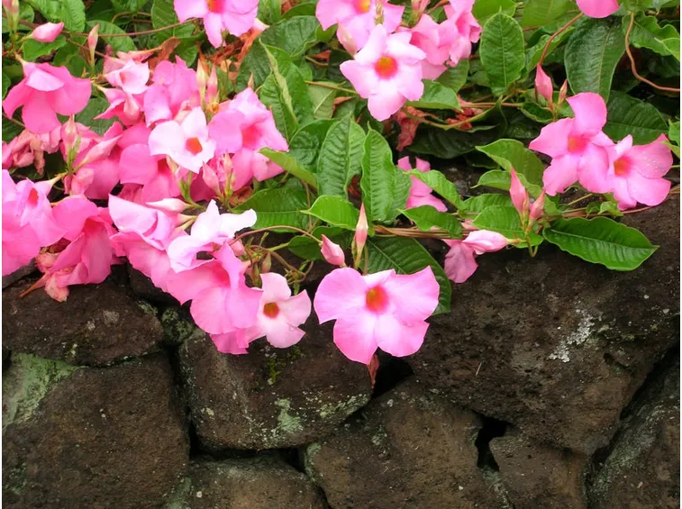 Mandevilla pianta