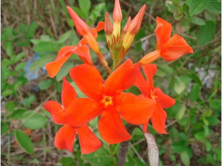 Dipladenia fiore