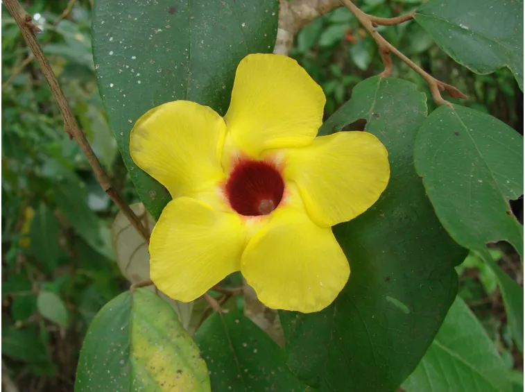 Fiore gelsomino