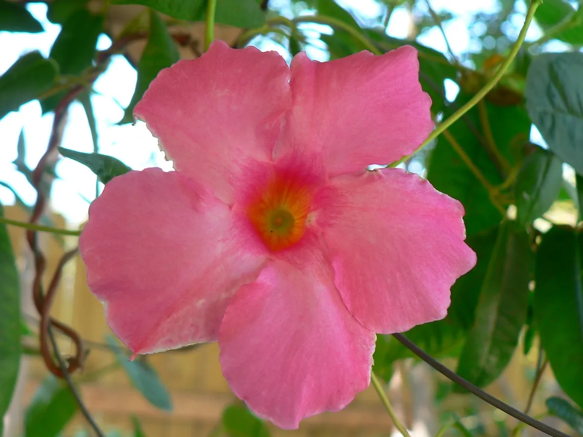 Fiore mandevilla