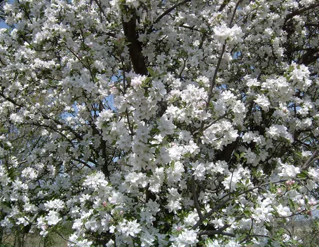 Chioma di melo da fiore