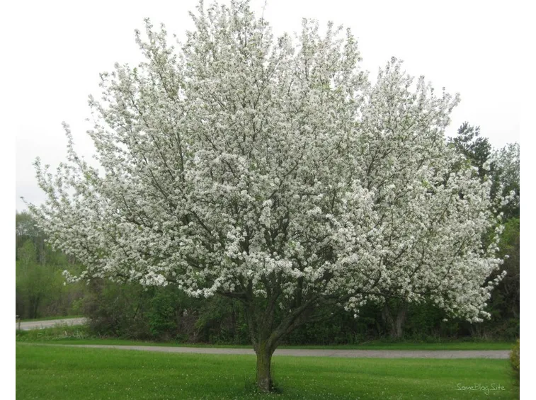 Albero in fiore